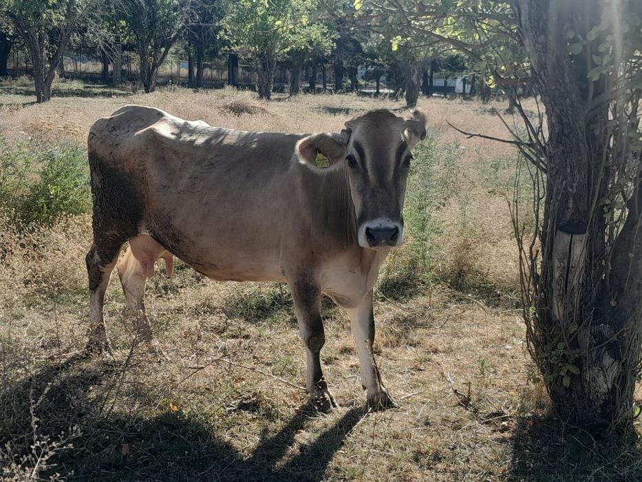 Продам корову. Сиыр сатамын