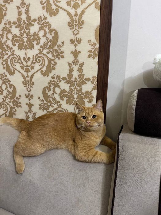 ВЯЗКА! СОТИЛМАЙДИ ( qoshtirish uchun)  British Shorthair