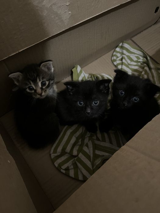 Мысык тегин беремын