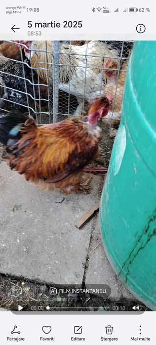 Gaini motate golașe și incaltate