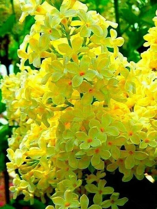 Liliac (Galben Intens )