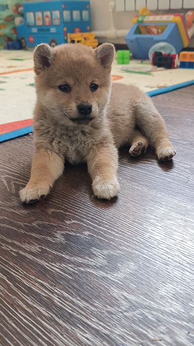 Сиба Ину (Шиба Ину) Чудесные детки ждут своих родителей