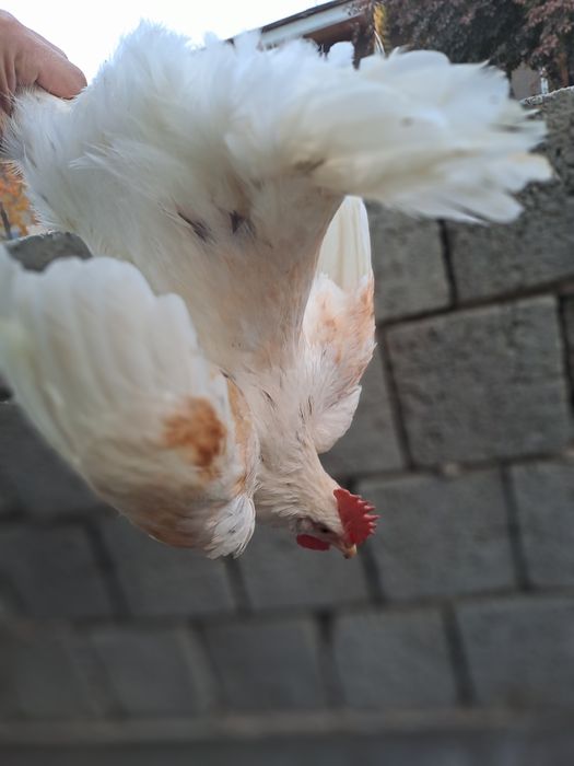 Xuroz sotiladi uyga bokilgan