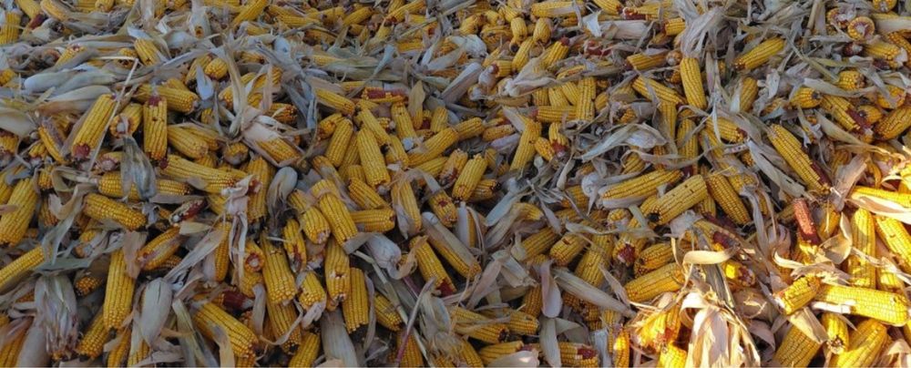 Porumb stiuleti 2025