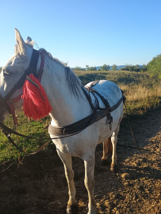 La schimb cu tractor unde e cazul dau diferența