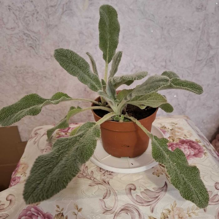 Заешко Ухо ,лечебно растение