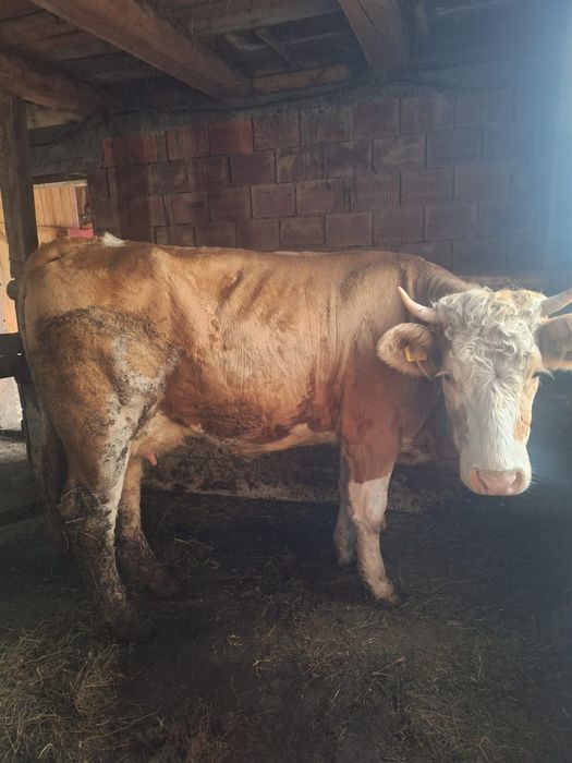 Vand junincă de 2,5 ani