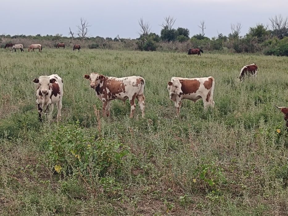 2023 Бұқасы бар  Биылғы патсостар бар.