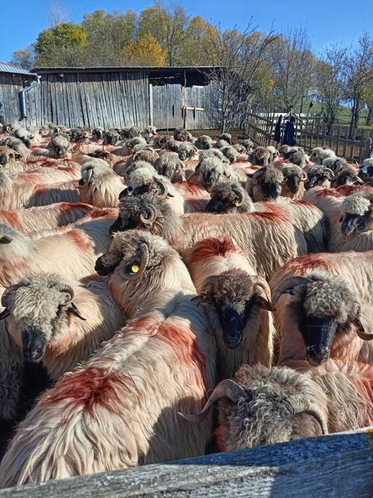 De vînzare 160 de oi țurcane