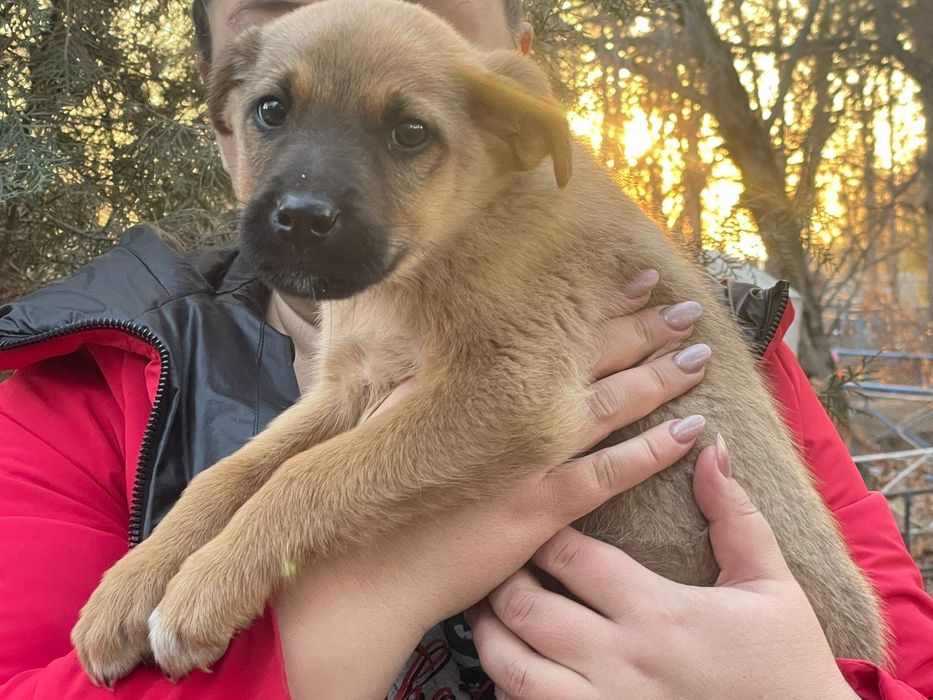 Щеночки-звоночки .