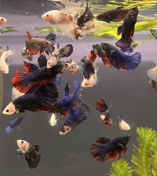 Acvariu JUWEL + pesti betta