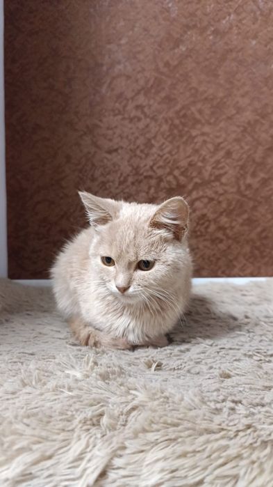 Отдам кошечку в добрые руки