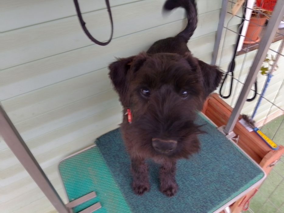Femelă 5 luni Schnauzer Standard cu blana deschisă la culoare