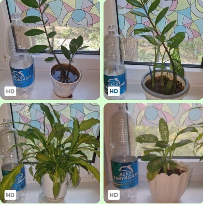 Цветы по 900 за горшок