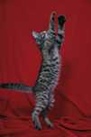 Котенок девочка 2,5 месяца
