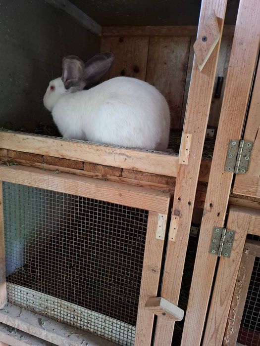 Uriaș de Transilvania