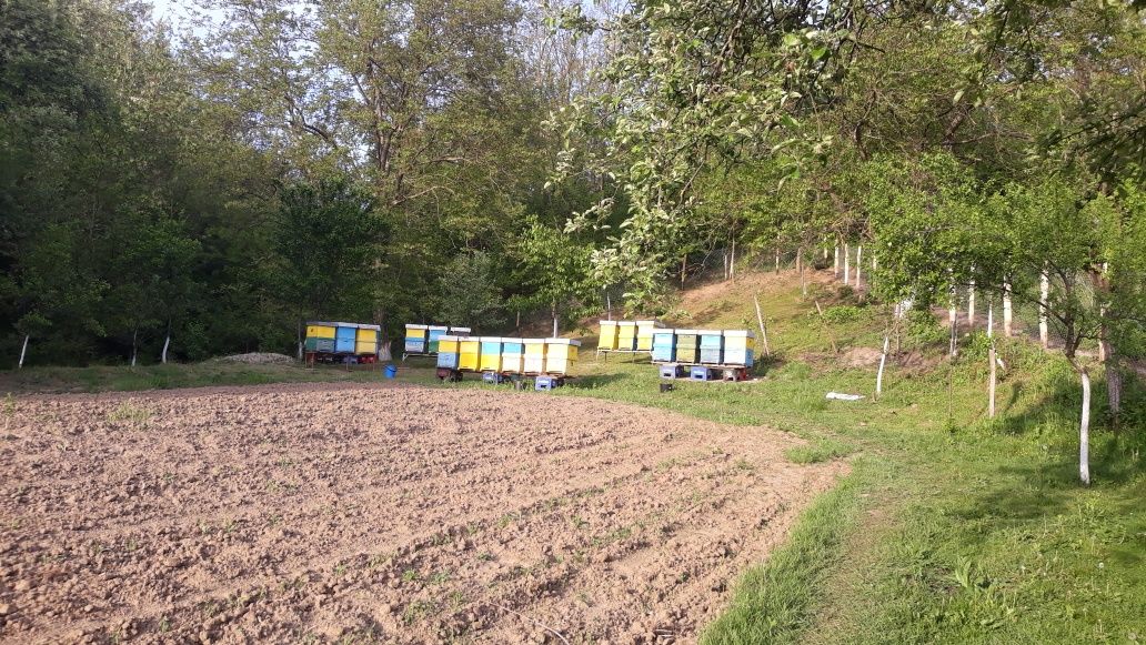 De vînzare familii de albine 20 de familii cu lăzi
