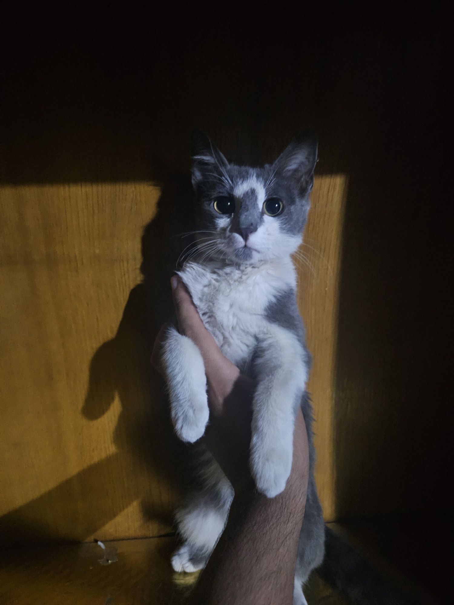 Erkatoy mushukcha
