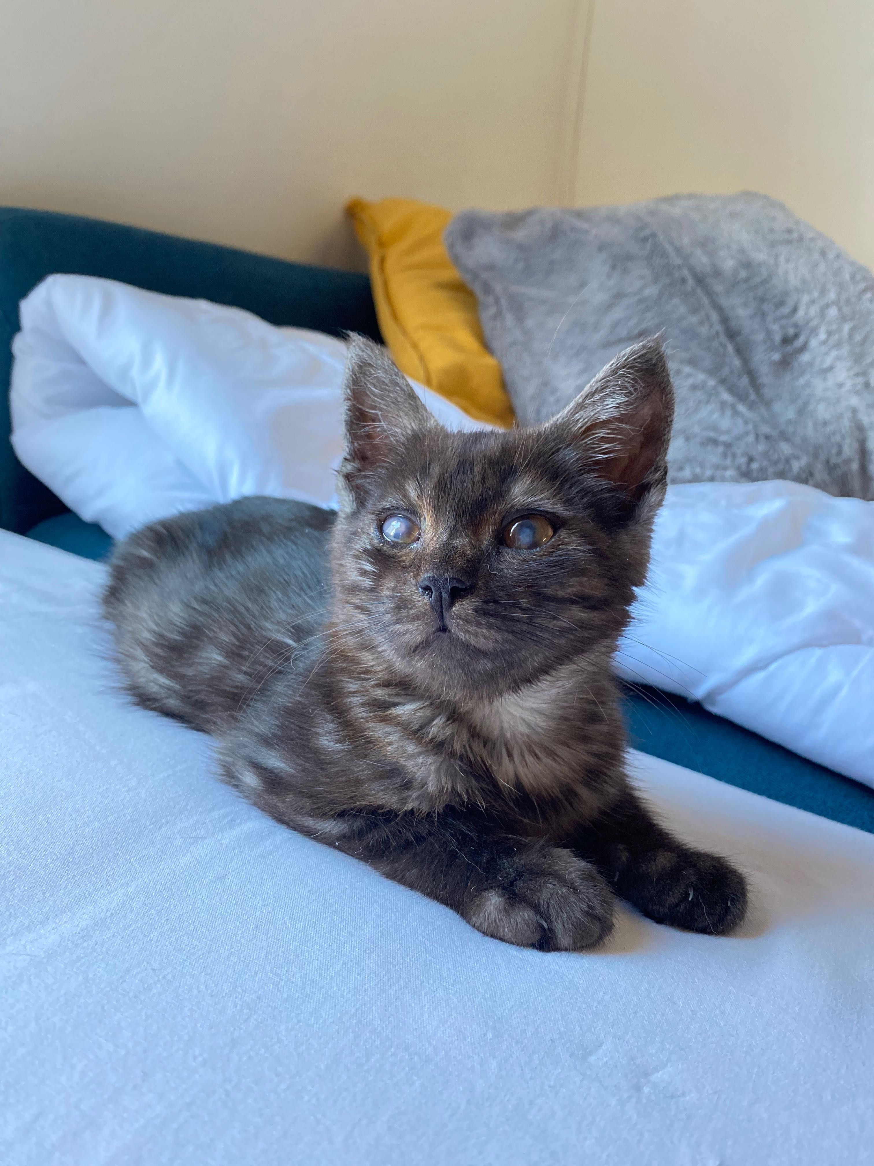 Коте  момче 2 месеца