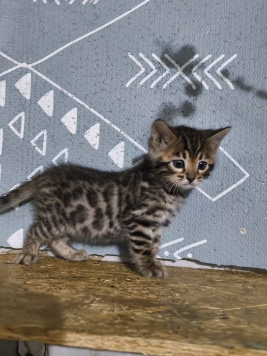 Bengal rasa pura