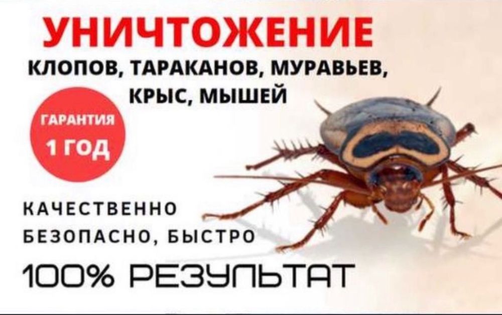 Дезинфекция насекомых тараканы клопов муравев