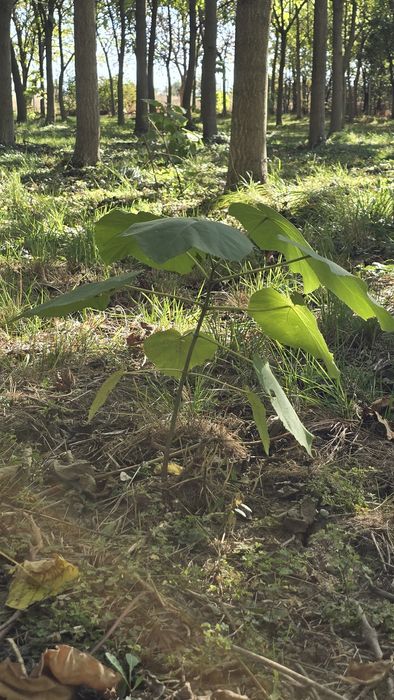 Puieți de pawlonia de vânzare