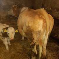 Vand vaca baltata romaneasca urgent