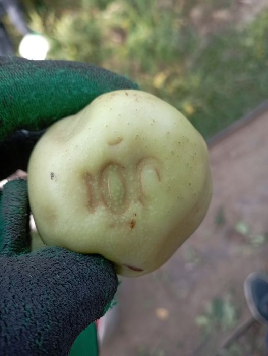 Продам дом в дачном массиве