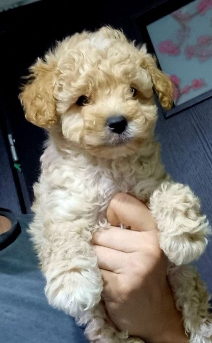 Maltipoo.Baietel din parinti cu pedigree