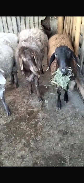 Семіз қой тез арада сатылады