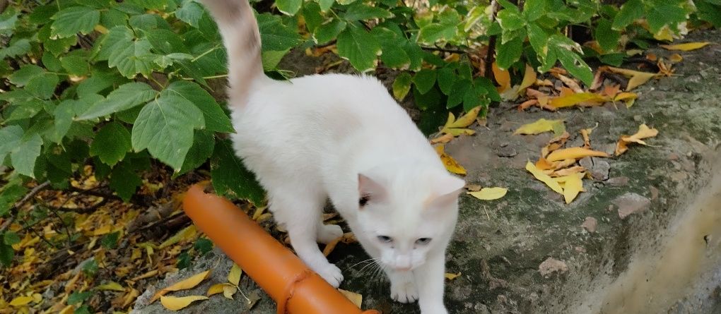 Во двор подкинули очень ласковую молодую кошечку