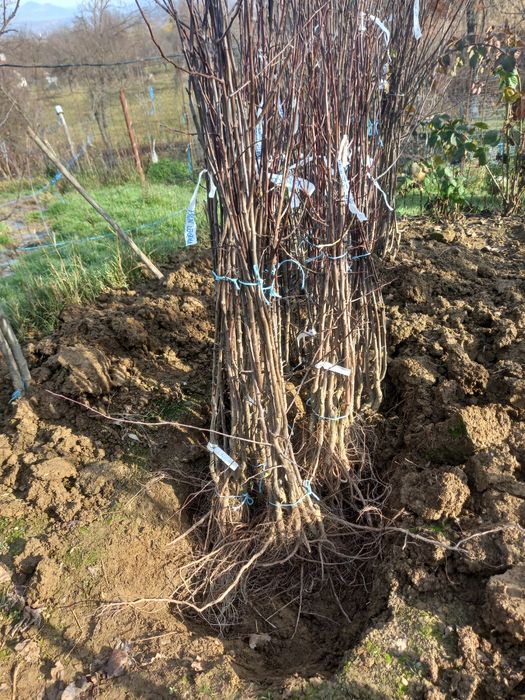 Pomi fructiferi altoiți