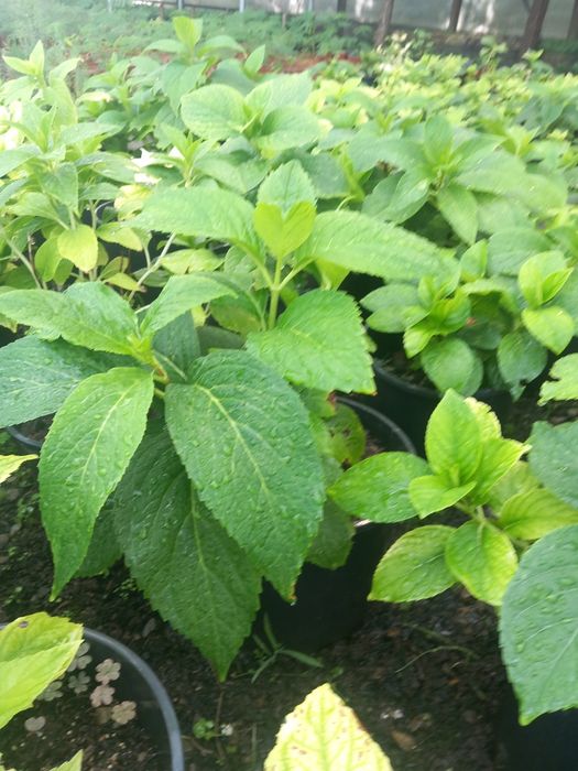 Vând hortensi la ghiveci și trandafiri de dulceata