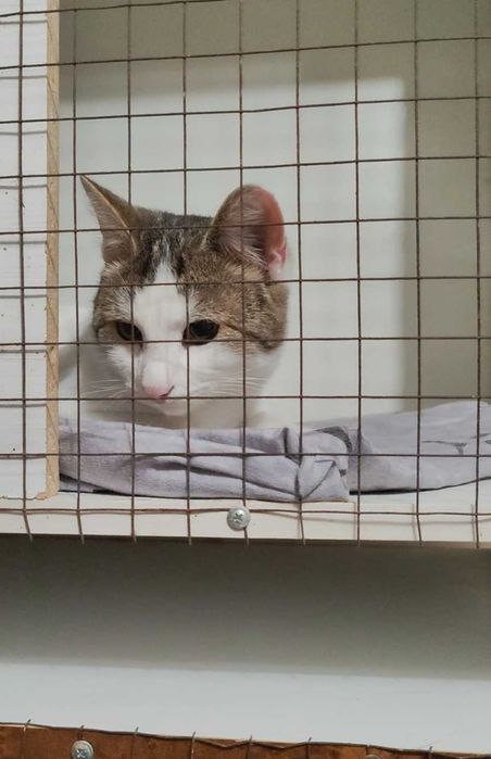 Умный котик ищет дом