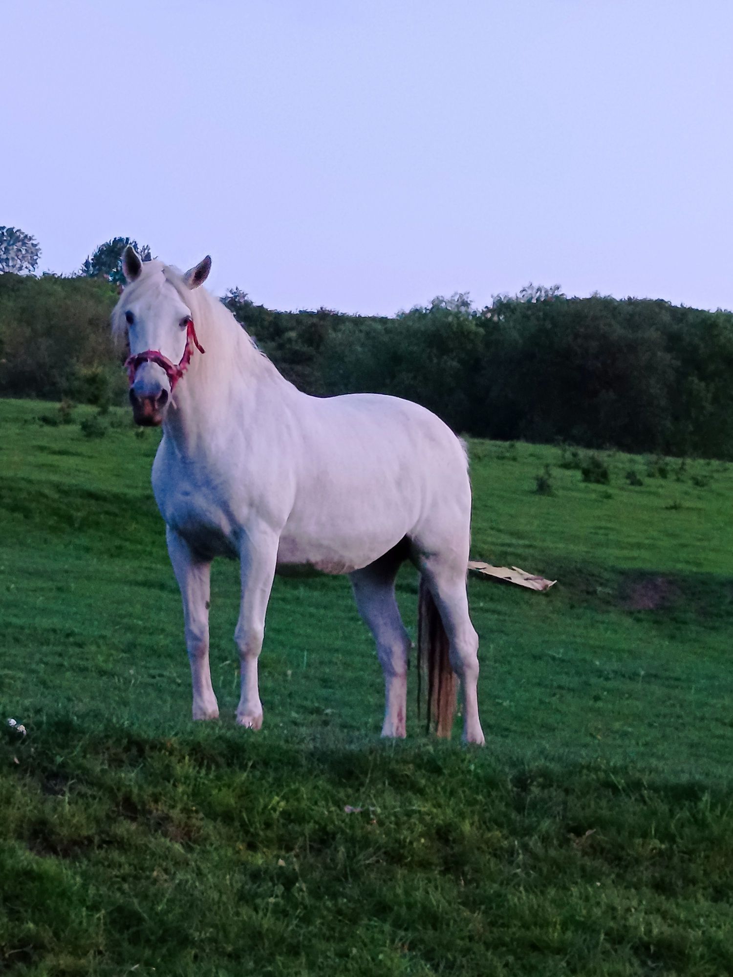 Iapă de vânzare !