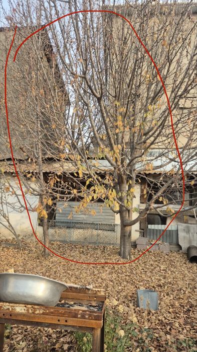 Деревья на сруб бесплатно