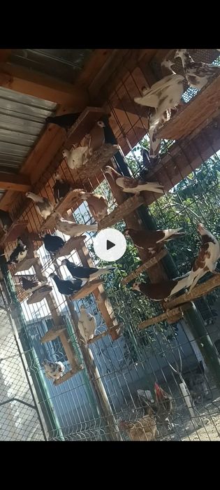 Porumbei jucători de Galați