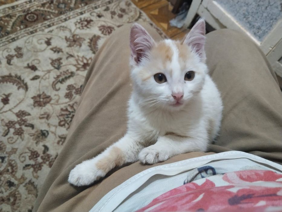 Котенок 2,5 месяцев