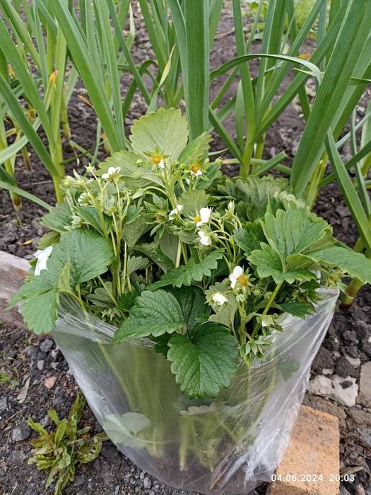 Продам саженцы крупной сортовой клубники Лорд .