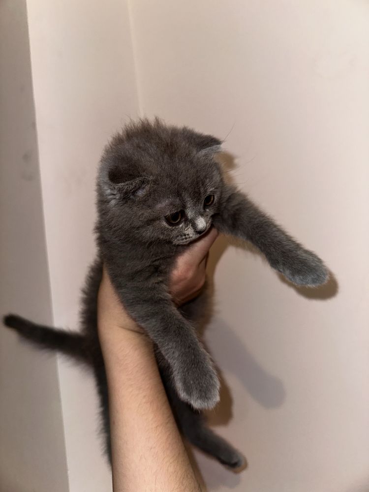 Скотиш Фолд котенок