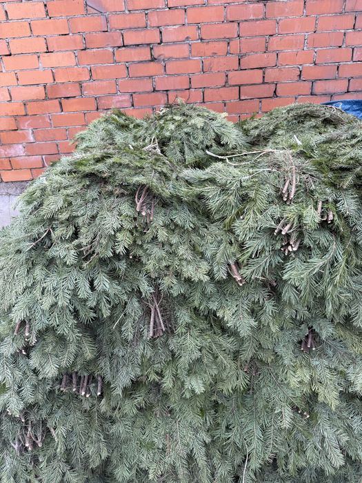 Лапник пихта банч пихтовый веник пихтовый