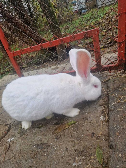 Cocosi moțat de vânzare și iepure