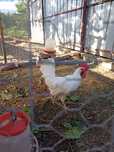 Cocoși rasa leghorn