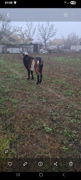 Țap anagloubian de vanzare