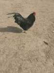 Cocoș Australorp