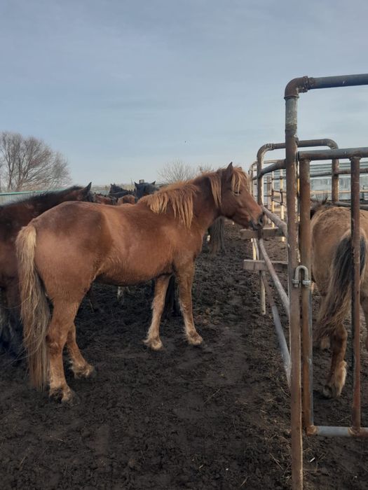 Ту бие 5 жасар сатылады