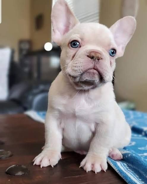 Bulldog francez mascul platinium