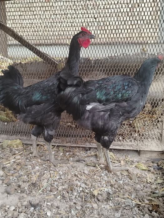 Qorashahzoda jo'ja xo'rozlar sotiladi