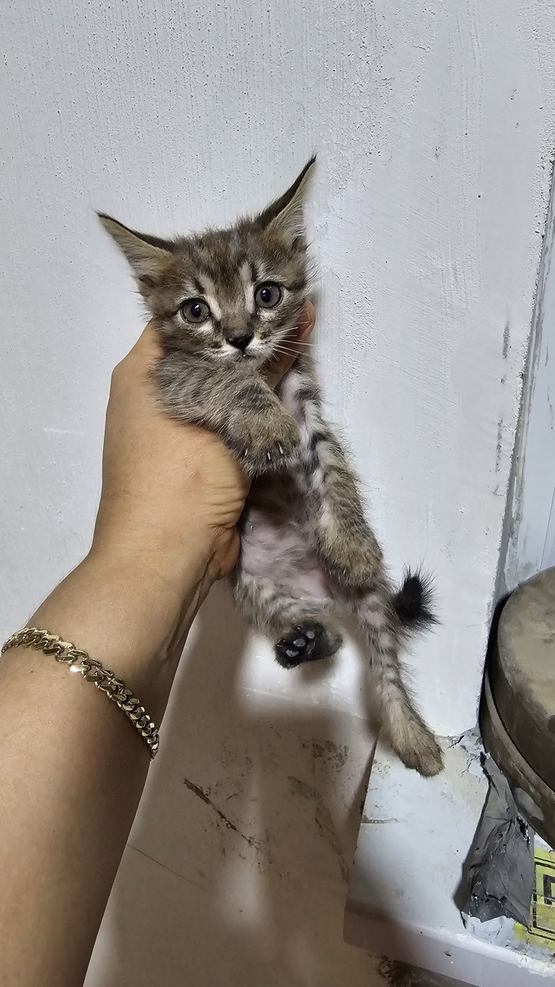 Musguklar hadya qilinadi