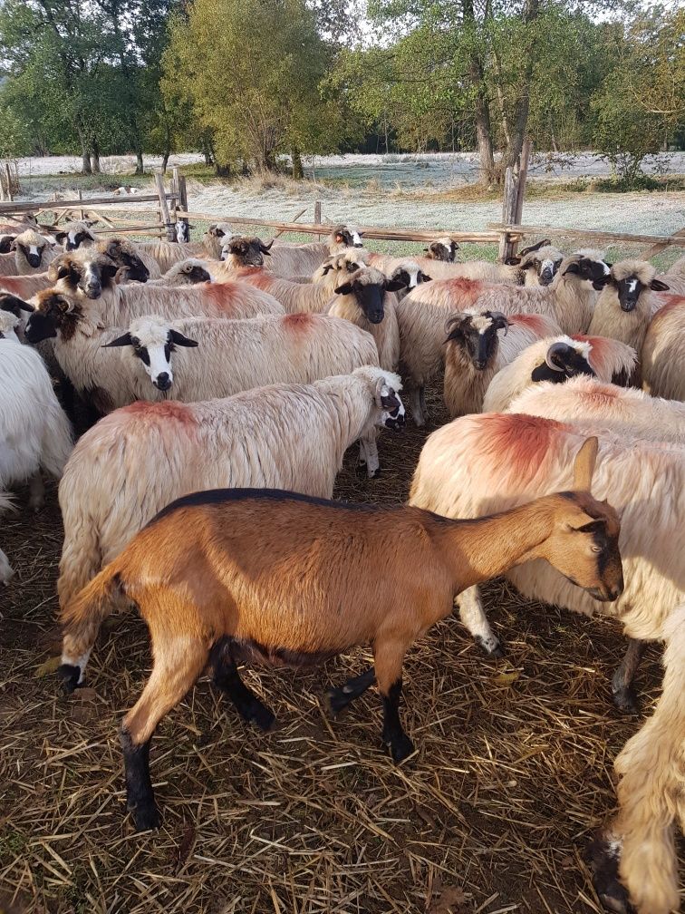 Vând capre 9 bucurați